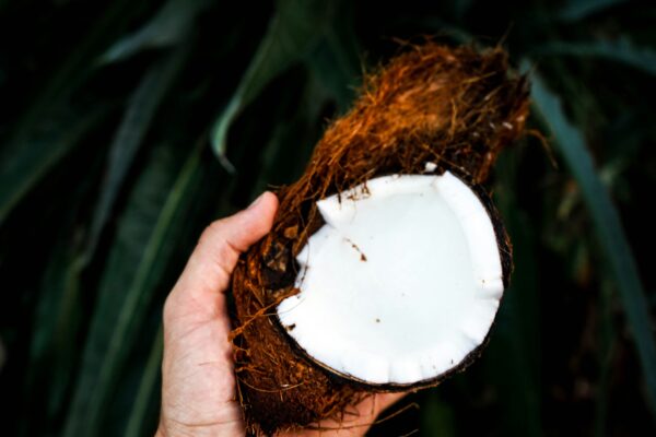 Cara Membuat Minyak Kelapa Murni dengan Ekstraksi